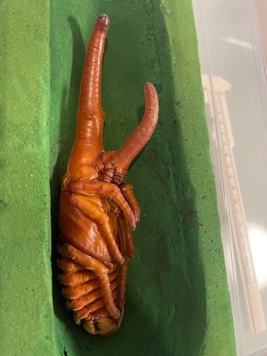ヘラクレスオオカブトサナギ