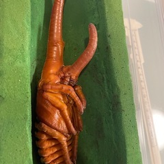 ヘラクレスオオカブトサナギの画像