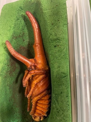 ヘラクレスオオカブトサナギ