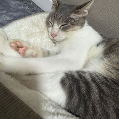 元捨て猫 去勢済 男の子 − 福岡県