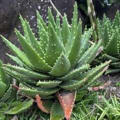 アロエ　クロスビー　『不夜城ハイブリッド』の画像