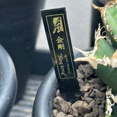 値下げ！　アガベ　金剛　（agave titanota King kong） の画像