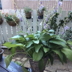 ギボウシ　ホスタ！の画像