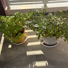 ガジュマル？ 苗木 鉢ごと 観葉植物の画像