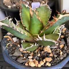 アガベ引退の画像