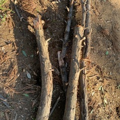 伐採した木材
の画像