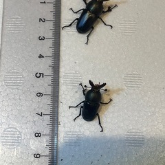 (取引中)パプアキンイロクワガタ(♂2♀4安心セット)(マジョーラx青色風)の画像