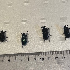 (取引中)パプアキンイロクワガタ(♂2♀4安心セット)(マジョーラx青色風)の画像
