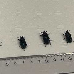 (取引中)パプアキンイロクワガタ(♂2♀4安心セット)(マジョーラx青色風)の画像