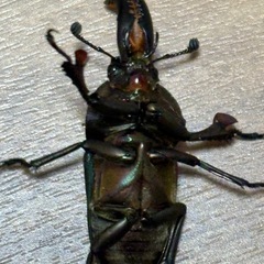 パプキン♂単の画像