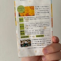 ハナビシソウ　種の画像