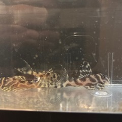 キンペコ5匹セットの画像