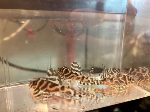 キンペコ5匹セット