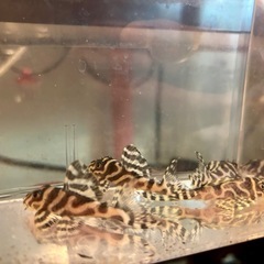 キンペコ5匹セットの画像