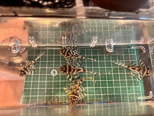 キンペコ5匹セット