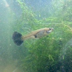 モスコーブルーグッピー＆水草付きの画像