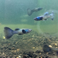 モスコーブルーグッピー＆水草付きの画像