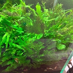 画像の水槽の水草全部　ミクロソリウム、ブセファランドラ少しの画像