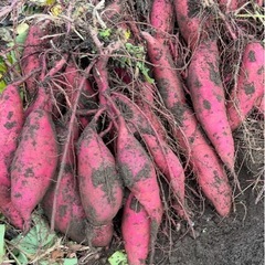 芋🍠サツマイモ🍠さつまいもの画像