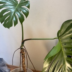 観葉植物のモンステラ・デリシオーサ（鳳莱蕉）の画像