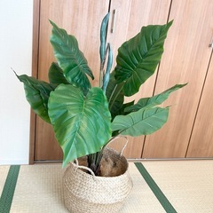 フェイク観葉植物の画像