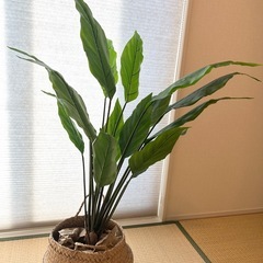 フェイク観葉植物の画像