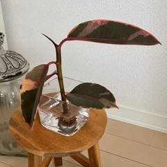 フィカスルビーの画像