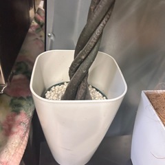 決まりました造花2つの画像