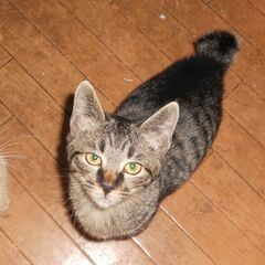 保護猫とその子供３匹の里親募集