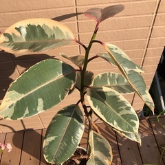 フィカス　ティネケ？　観葉植物⑨ グリーン　他にも出品ありの画像