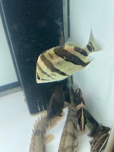 ダトニオ　リアルバンド　シミあり