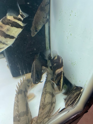ダトニオ　リアルバンド　シミあり