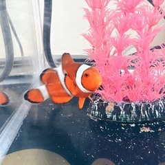 海水魚 - 東大阪市