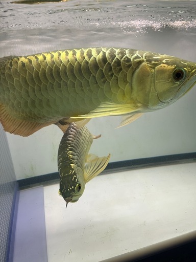 ダトニオ　リアルバンド　シミあり