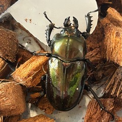 【幼虫】ニジイロクワガタの画像