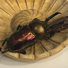 【幼虫】ニジイロクワガタの画像