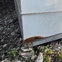 イナバ物置の画像