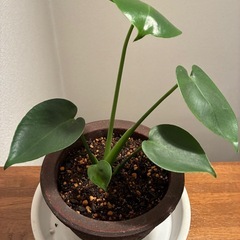 観葉植物🪴モンステラ・タウエリの画像