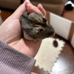 12/19生まれ　ジャンガリアンハムスター　ノーマルメス