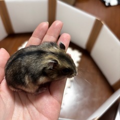 12/19生まれ　ジャンガリアンハムスター　ノーマルメス - 富士見市