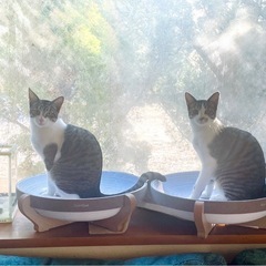 キジシロ🐈2兄弟🐈ウィルス検査、去勢手術、ワクチン接種済み
