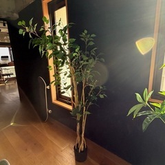 観葉植物 フェイクグリーン5個セットの画像