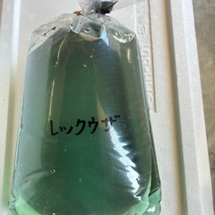 道中メダカ🌊極上レックウザ１ペアの画像