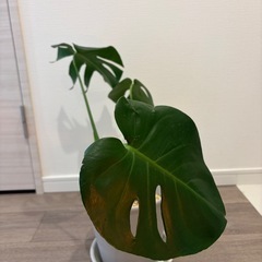 モンステラ　7号鉢　観葉植物の画像