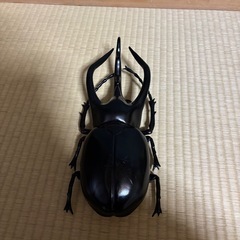 コーカサスオオカブト　フィギュア