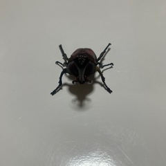 フィギュア　カブトムシ
　　　の画像