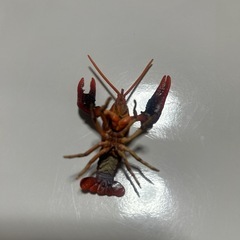 原色日本昆虫図鑑　　　ザリガニの画像