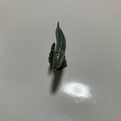 アロアナ　ガチャの画像