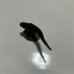 ナマズ　ガチャの画像