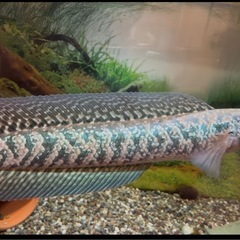 熱帯魚　レッドギャラクシーコウタイの画像